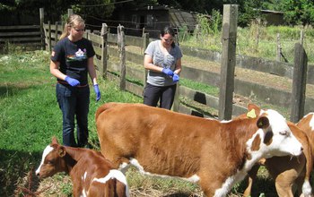 Two biologists next to cows on a farm